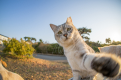 高速パンチ