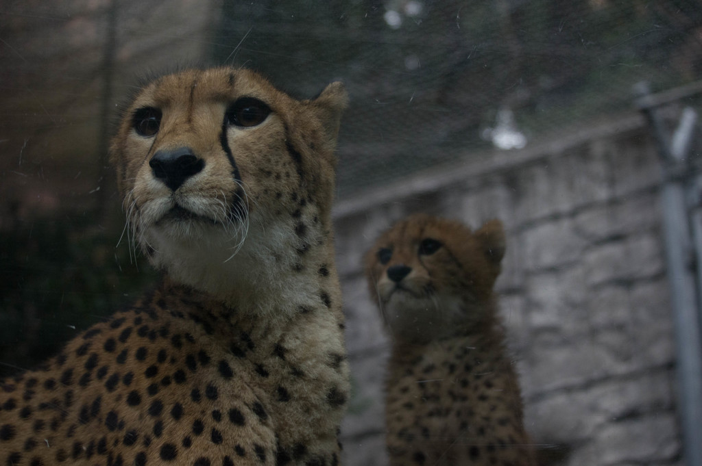 チーター親子２