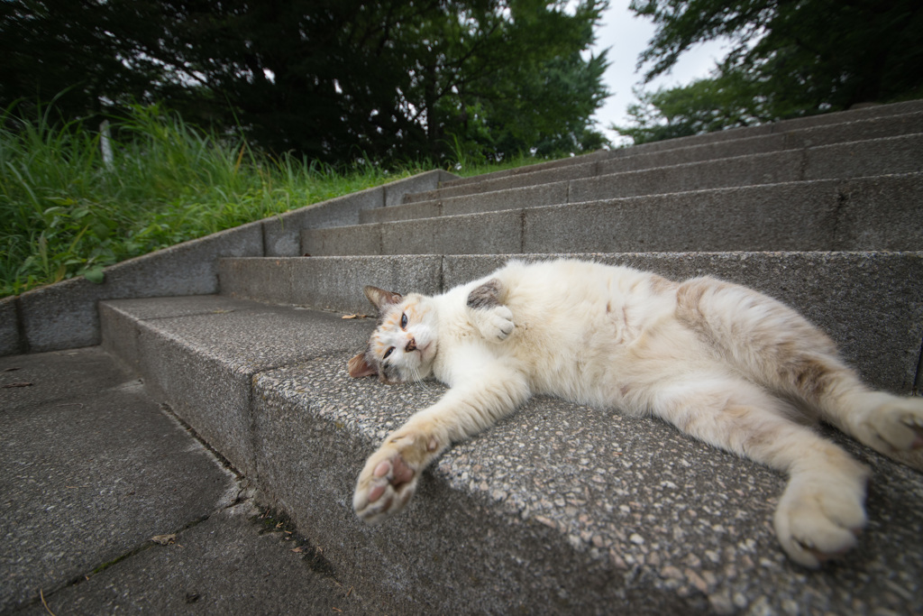 ダラダラ過ごすニャン