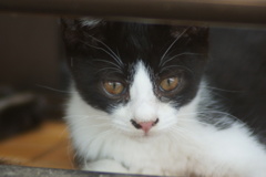 ハチワレ子猫