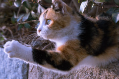 飛び出す三毛猫