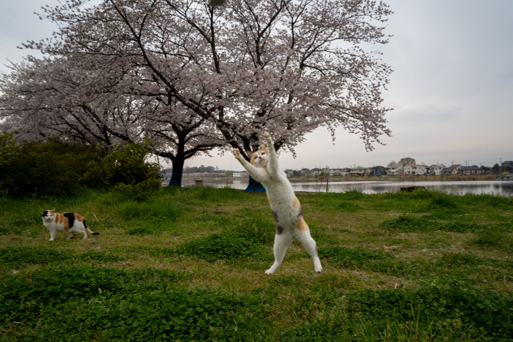 宴