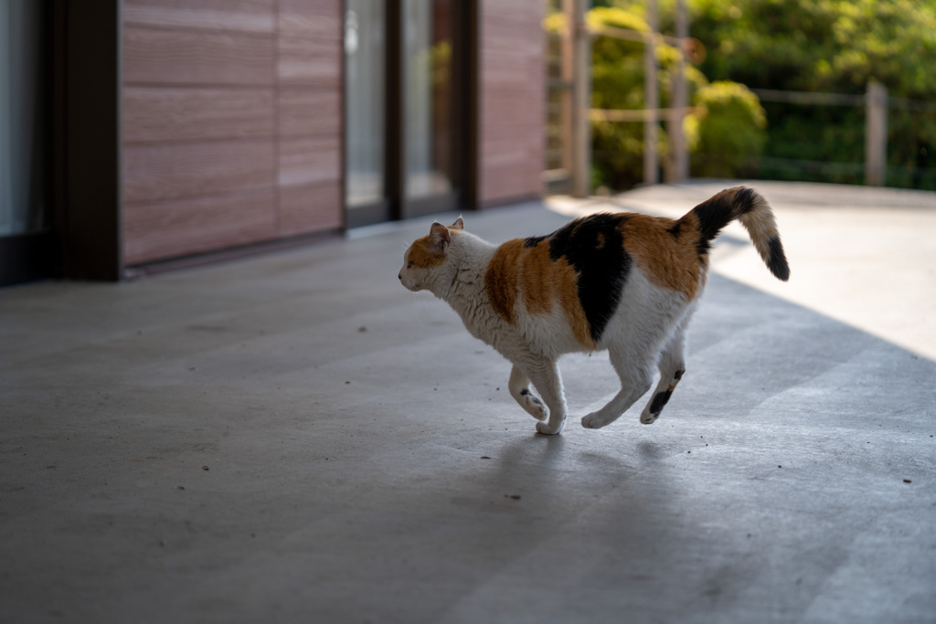 スキップ