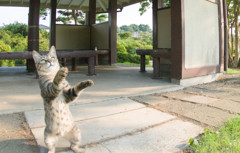東屋の猫