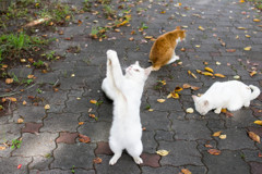 お願い