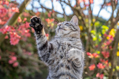 じゃんけん遅出し