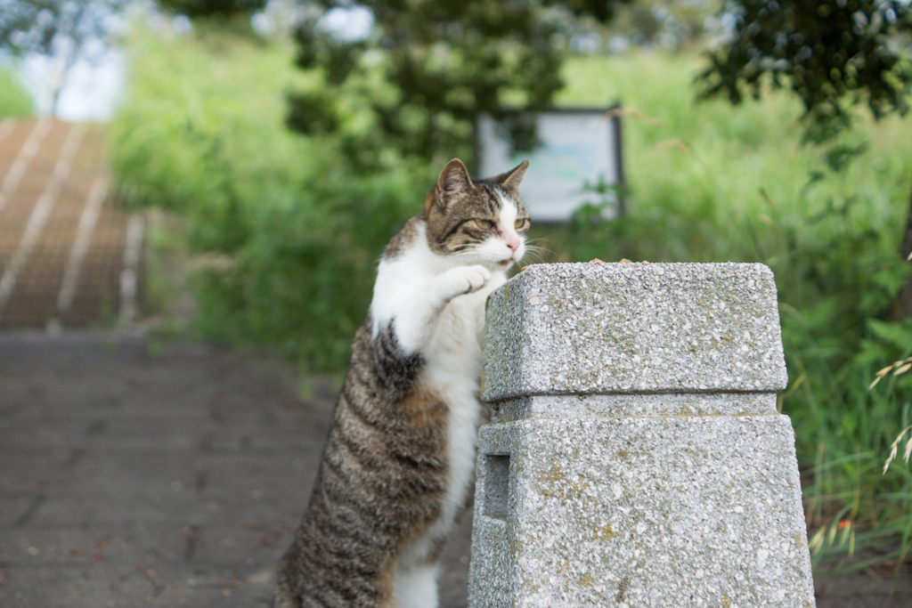 少ないニャン