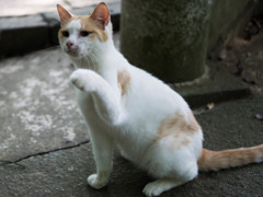 客を招く