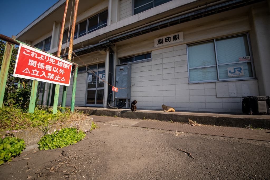 駅の猫1