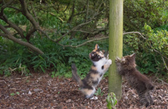 子猫の爪研ぎ
