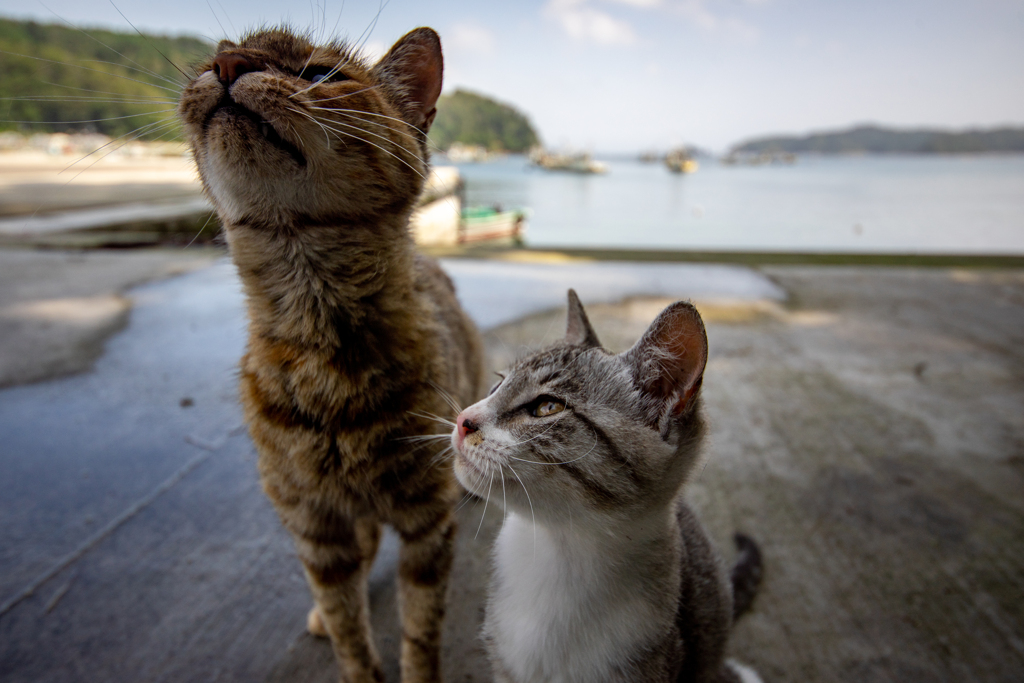 猫ヒゲ