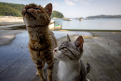 猫ヒゲ