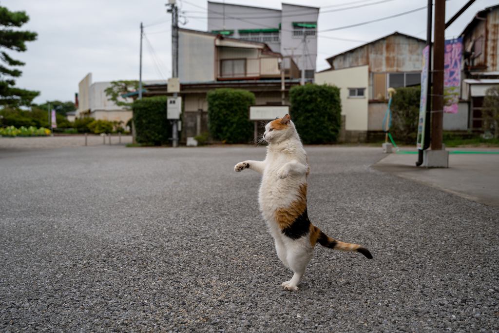 明日からダイエット