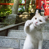 こいこい