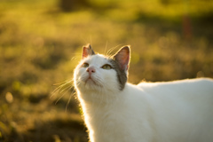 自分は不器用な猫ですから、、、