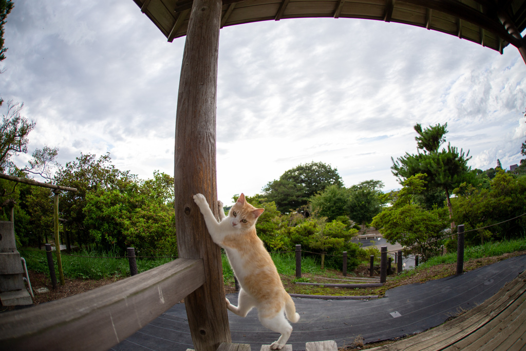 地球を回す