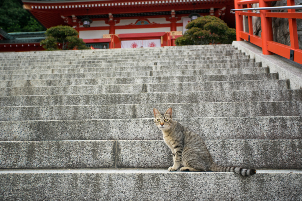 賽銭箱に五百円はダメニャン
