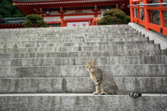 賽銭箱に五百円はダメニャン