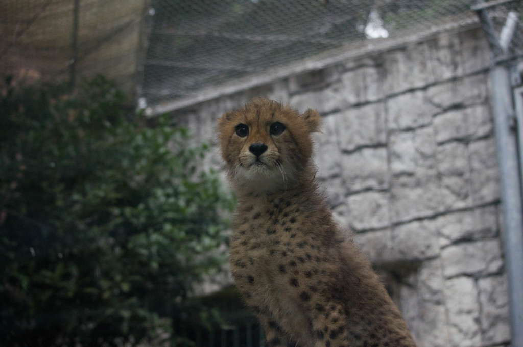 チーター子供