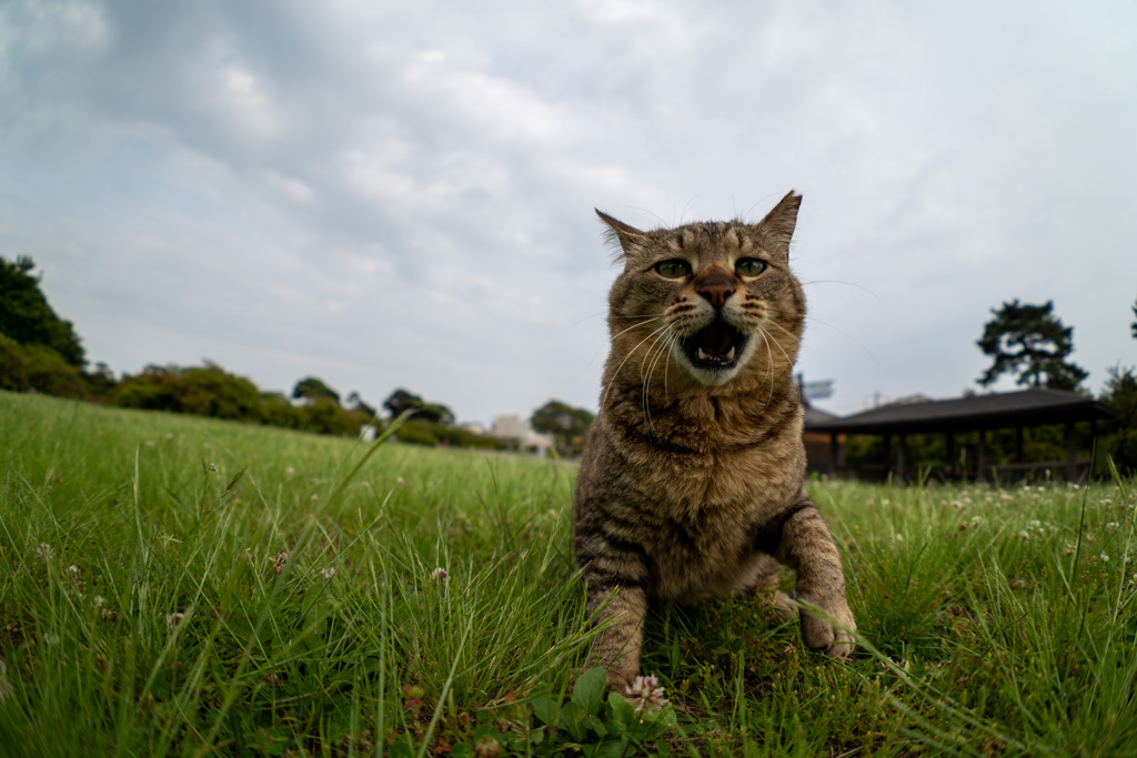 吠える