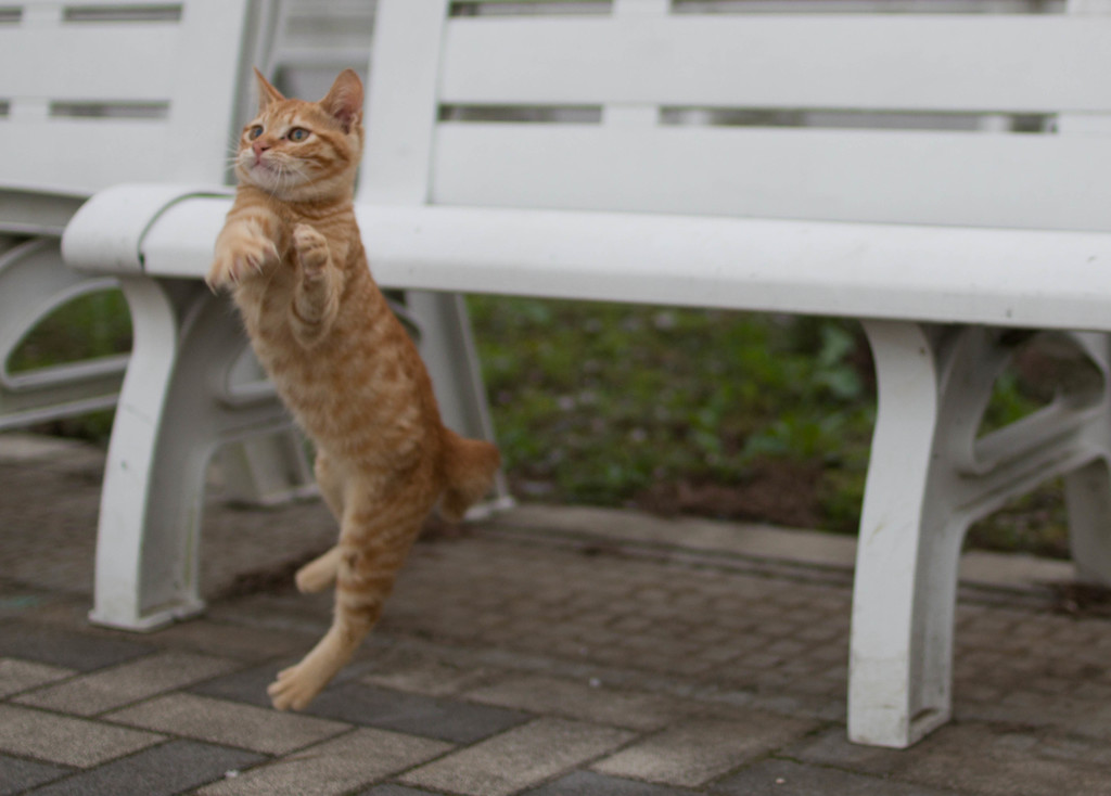 茶トラの仔猫