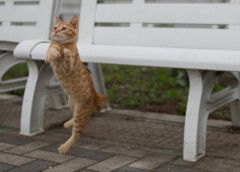 茶トラの仔猫