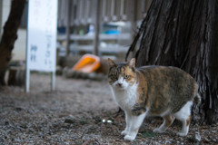 神社の猫１