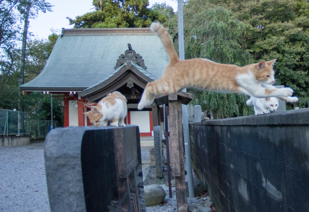 飛び猫２