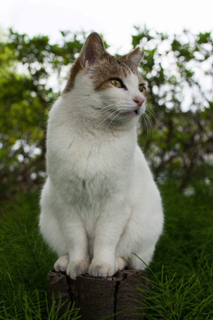 おすわり