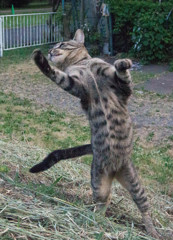ジャンプ２