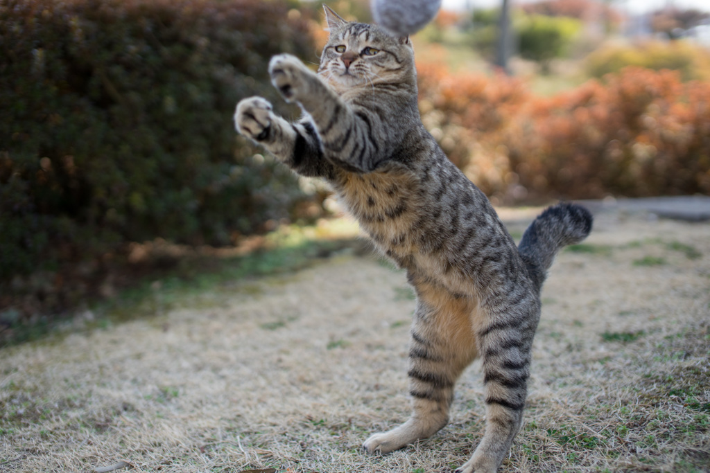早く撮るのニャン