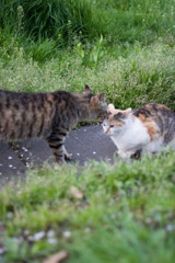 じっとしてるにゃ