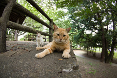 まだ持ってるな！だせ