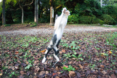 紅葉に負けないニャン