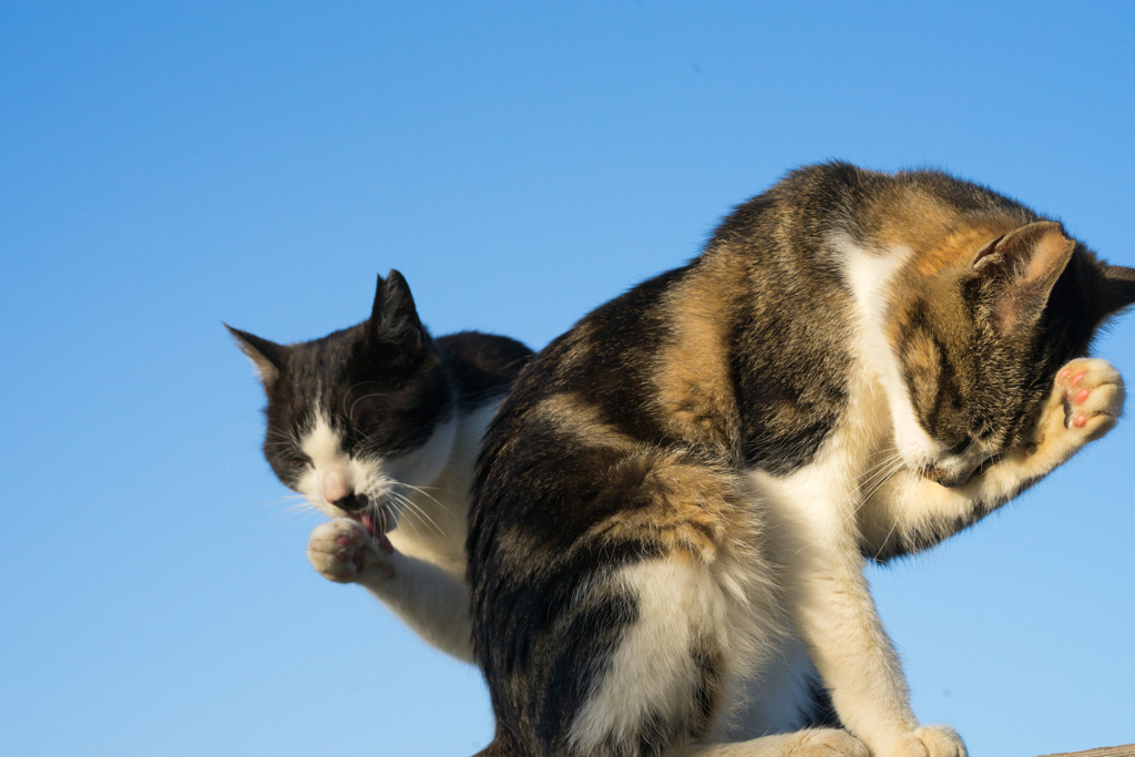 ロックな猫