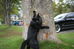 にゃんだい？