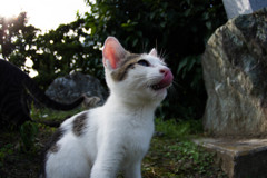 猫舌