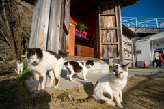 山の猫