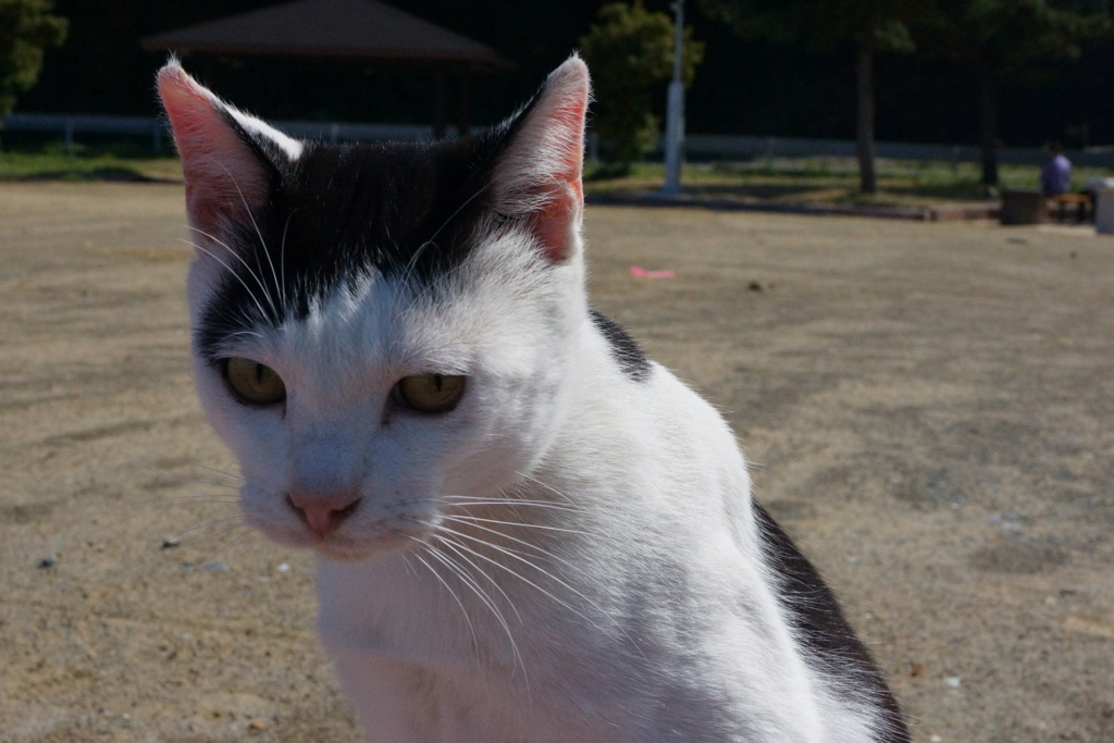 田代島番外編１