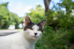 島の猫７
