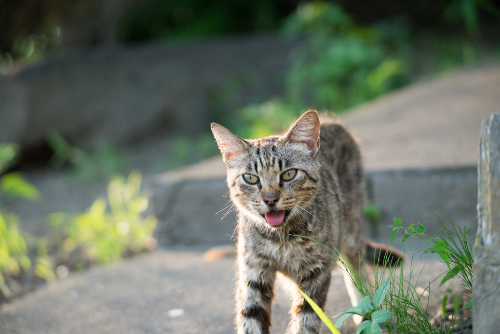 日陰を探して