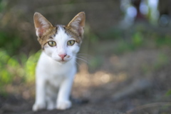 人面猫