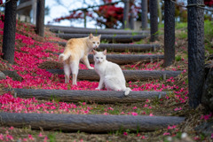 花の階段