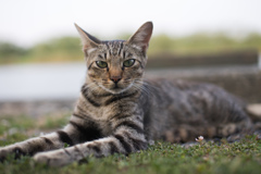 毛並がいい猫