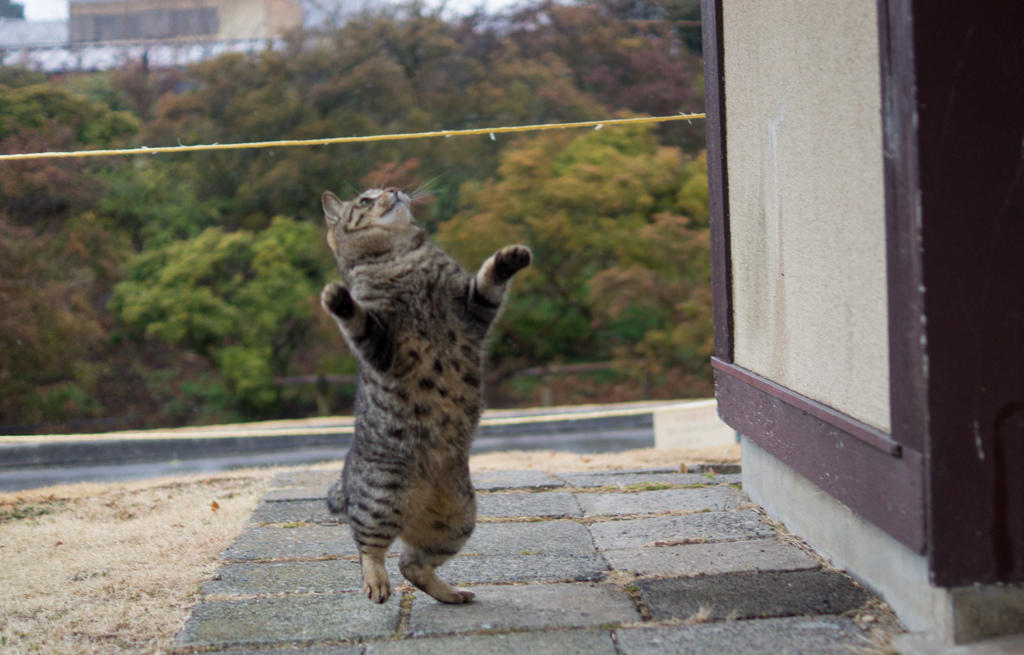 リンボー