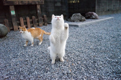こいこい