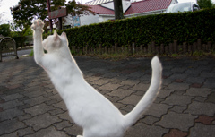 Ｌ