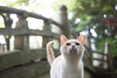 猫6