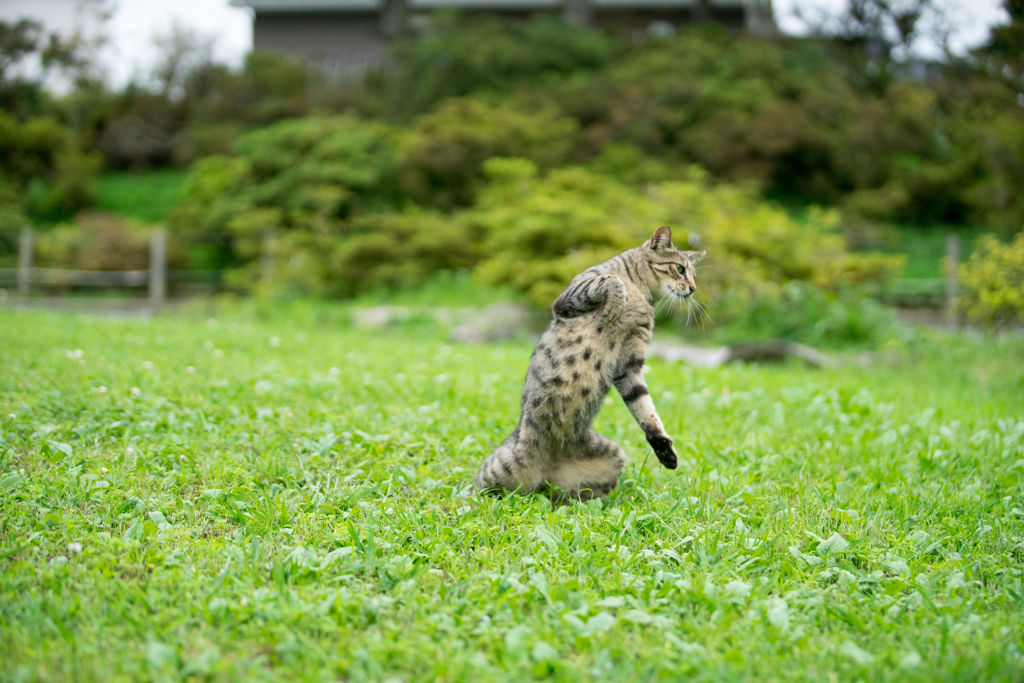 四つ葉のクローバーを探すのニャン