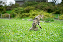 四つ葉のクローバーを探すのニャン